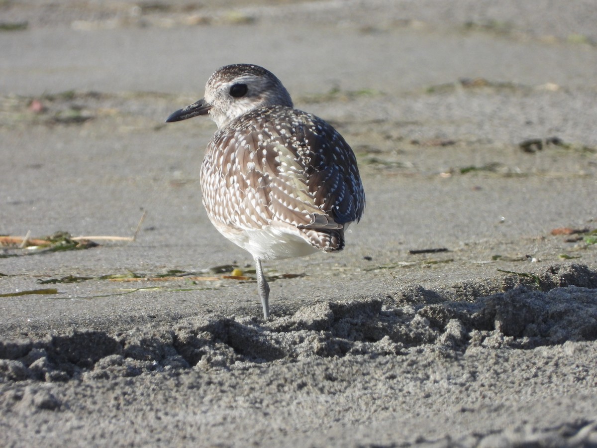 Black-bellied Plover - ML378604801