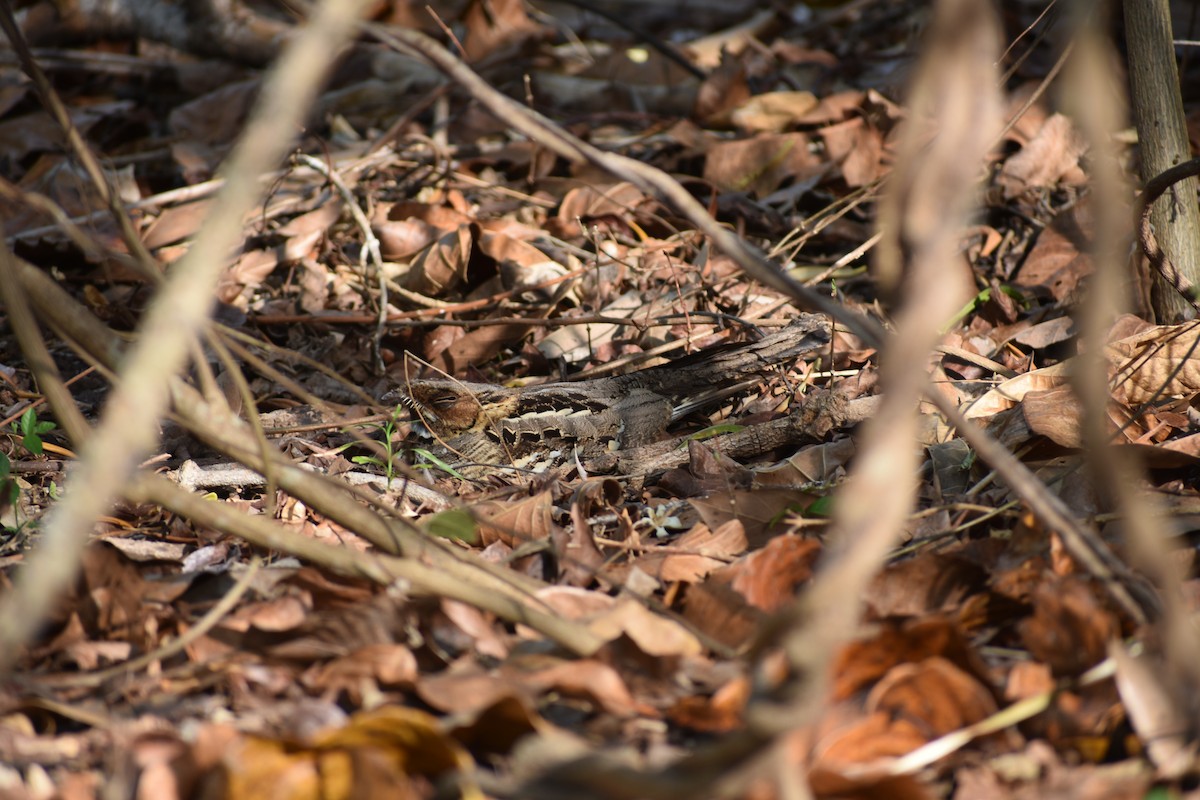 Large-tailed Nightjar - Peter Brown