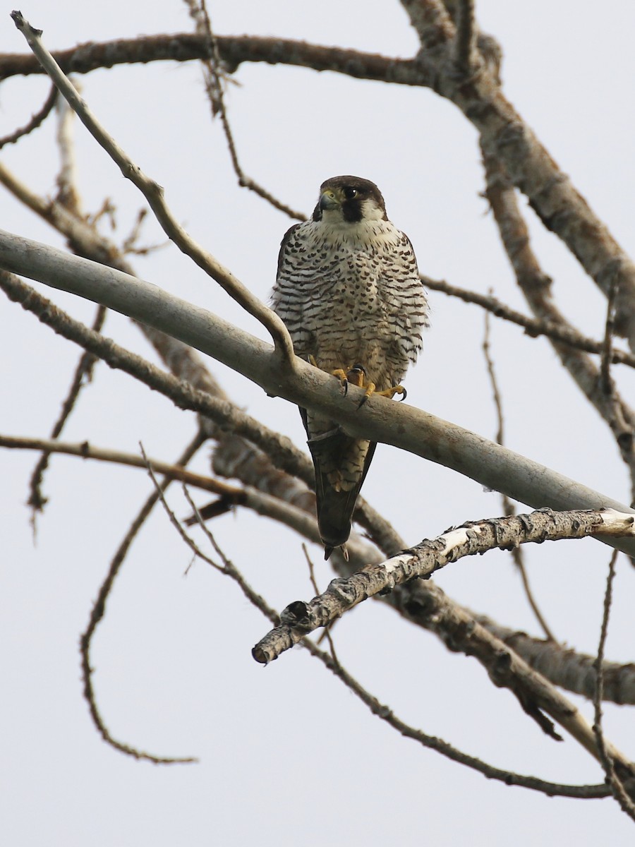 Halcón Peregrino - ML378606151