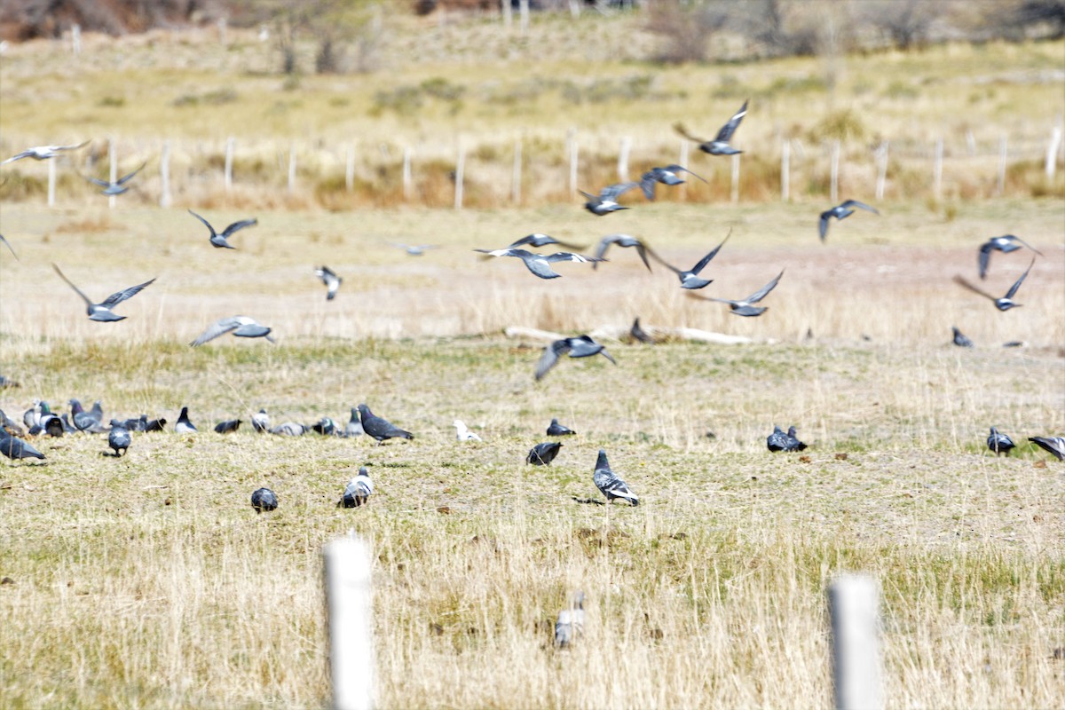 Rock Pigeon (Feral Pigeon) - ML378608191