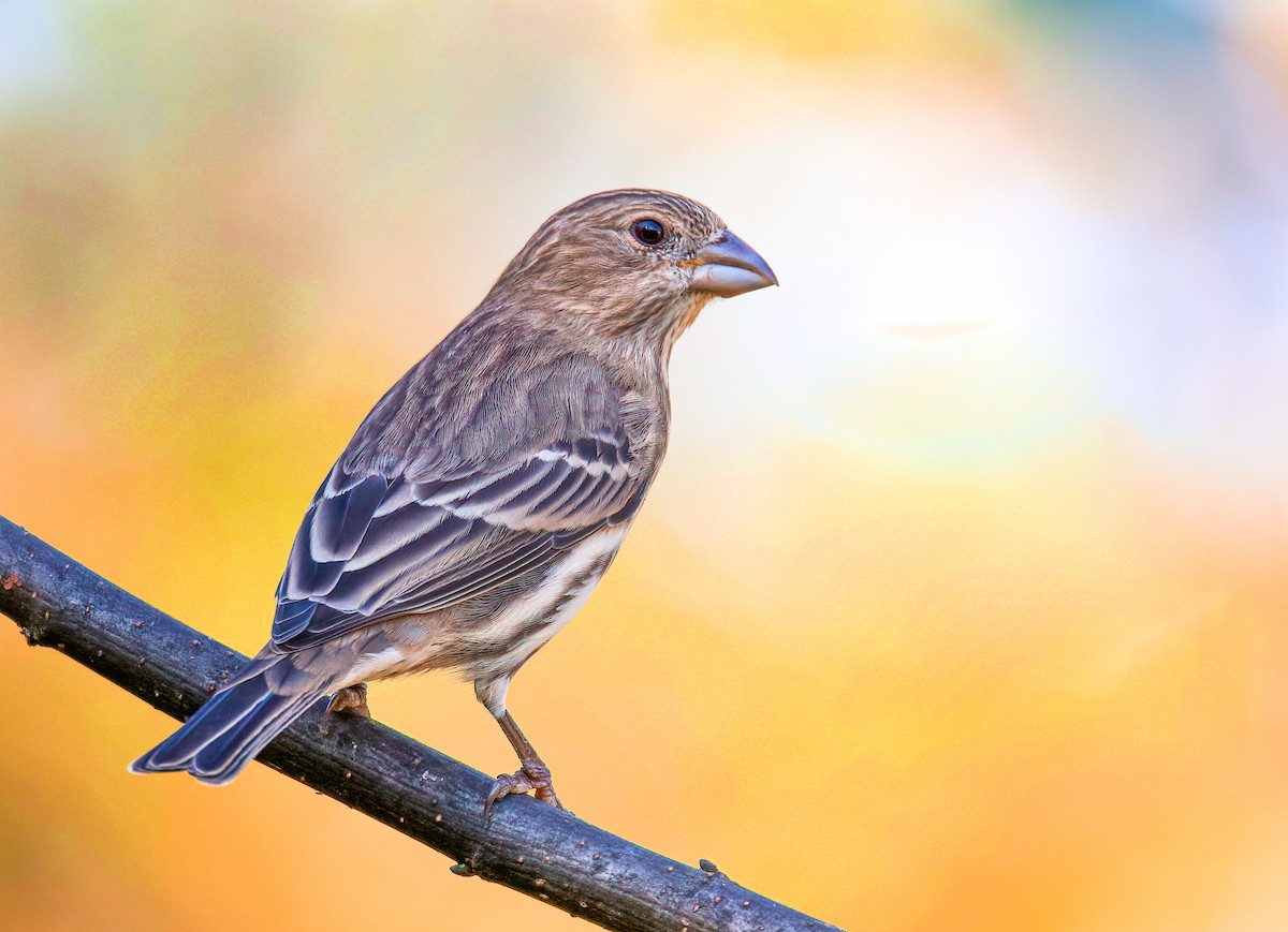 House Finch - ML378608271