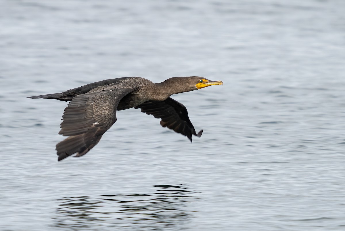 Double-crested Cormorant - ML378608541