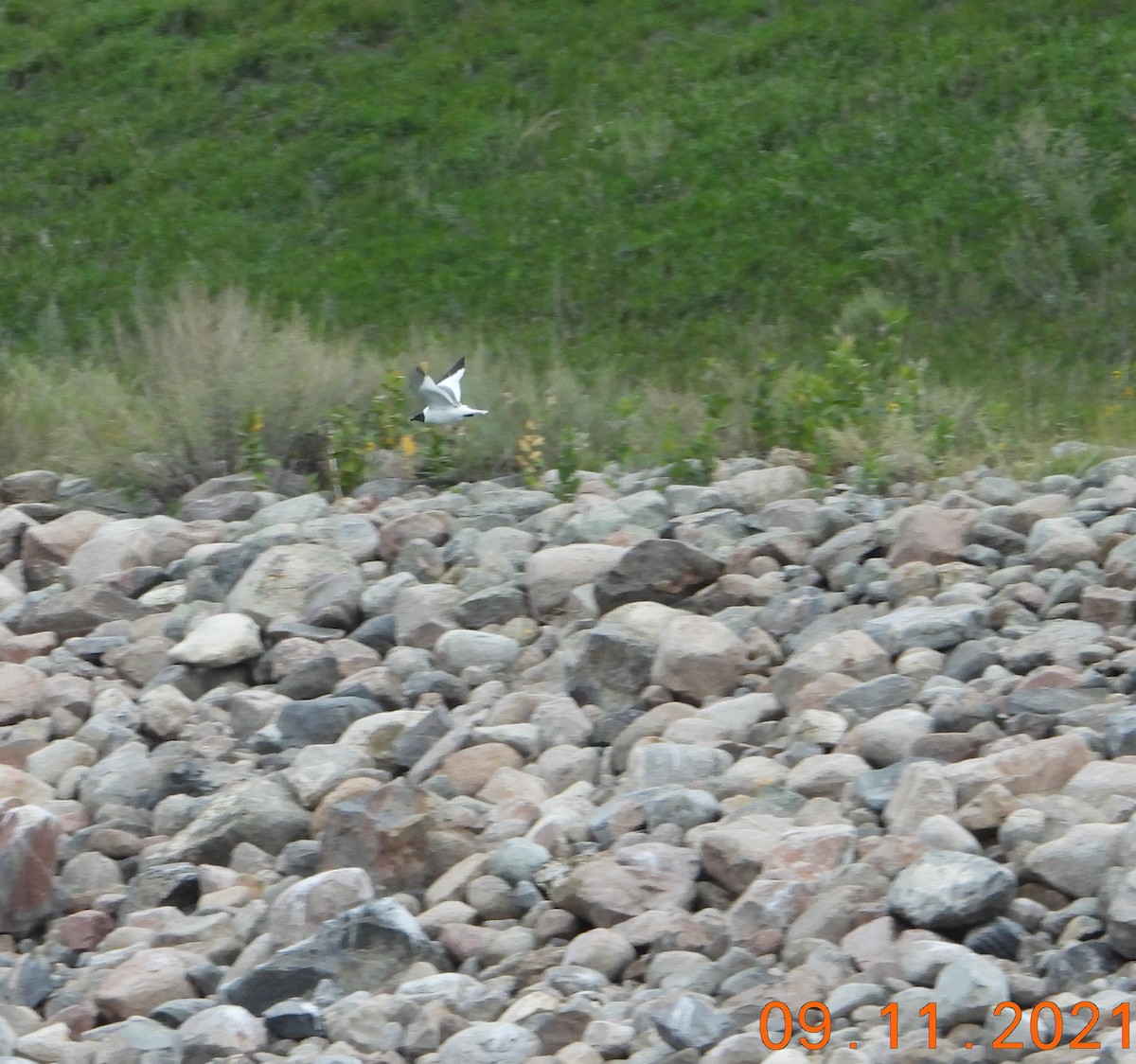 Sabine's Gull - Bob Anderson