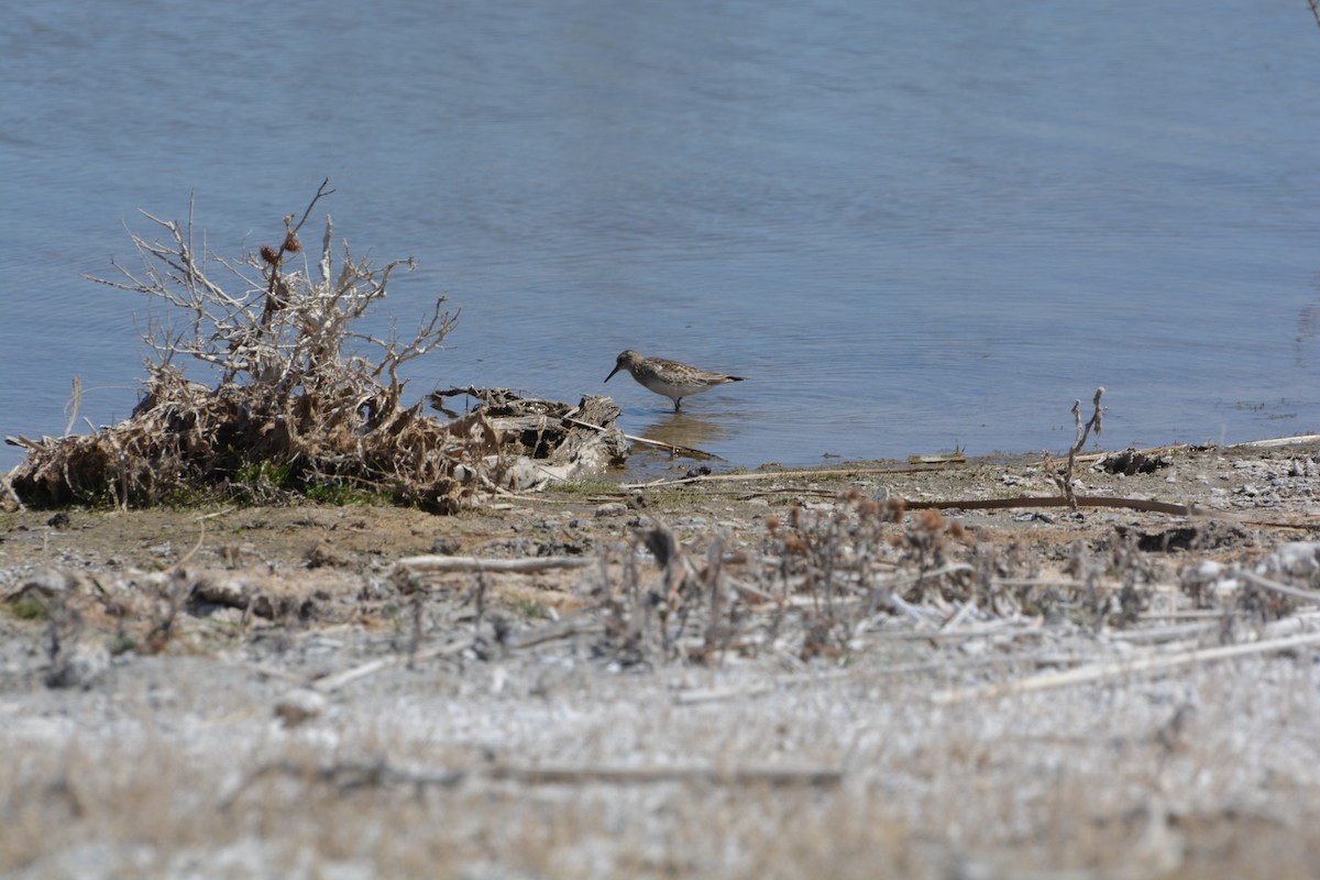 Baird's Sandpiper - ML378609041