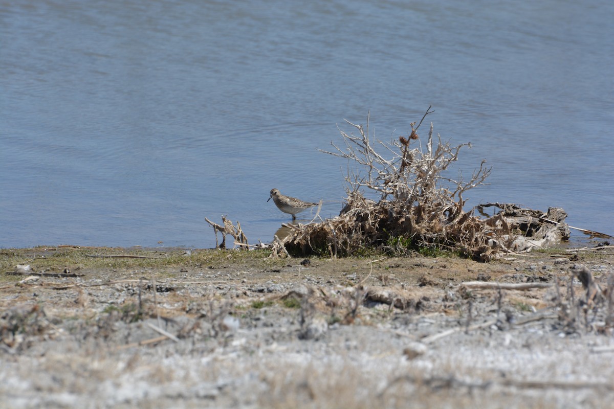 Baird's Sandpiper - ML378609301