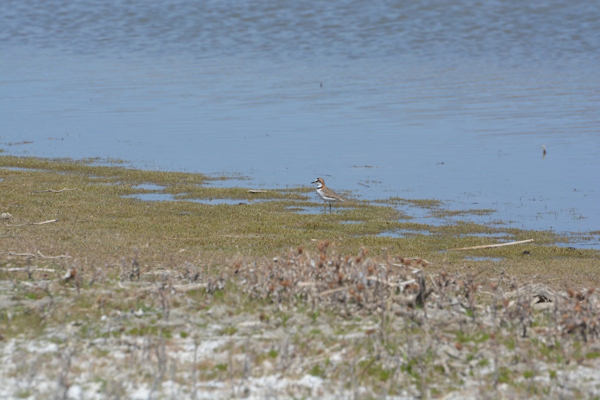 Collared Plover - ML378610551