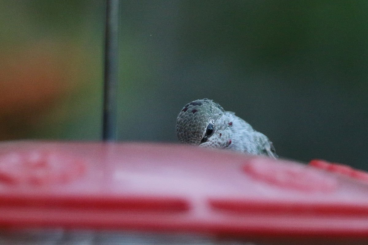 Anna's Hummingbird - ML378612831