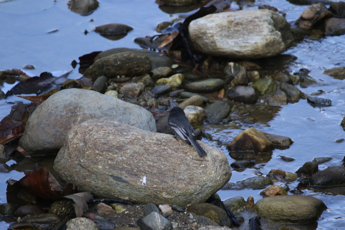 クロツキヒメハエトリ - ML378612881