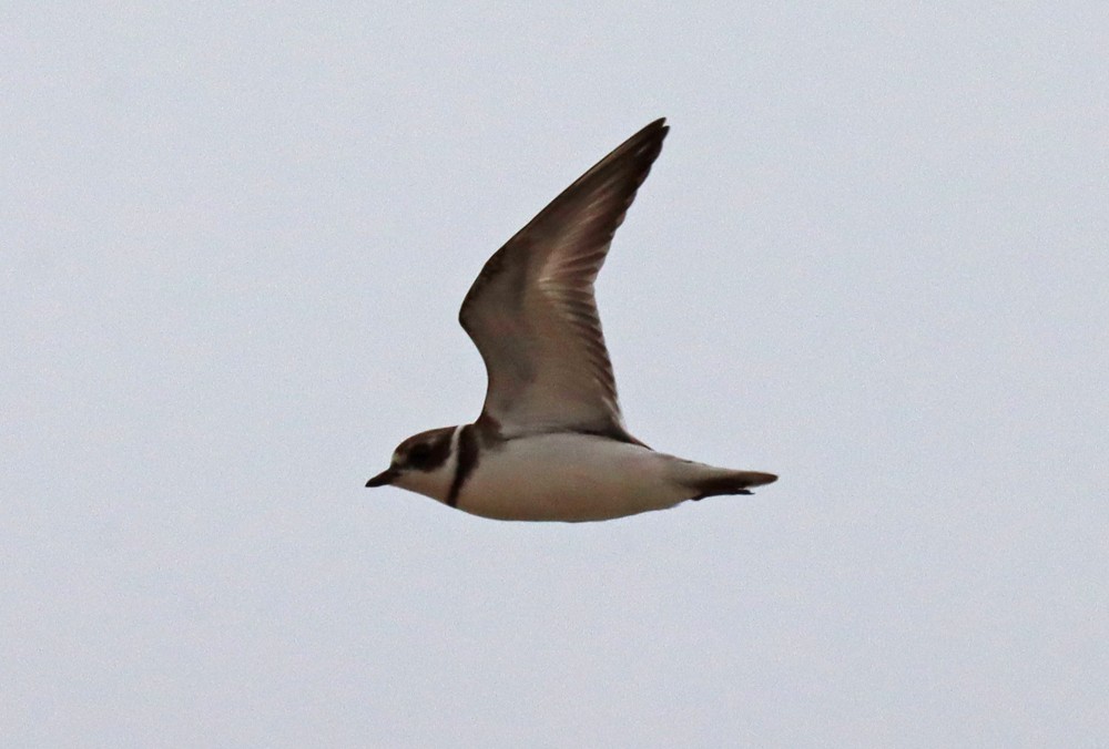 Semipalmated Plover - ML378613351