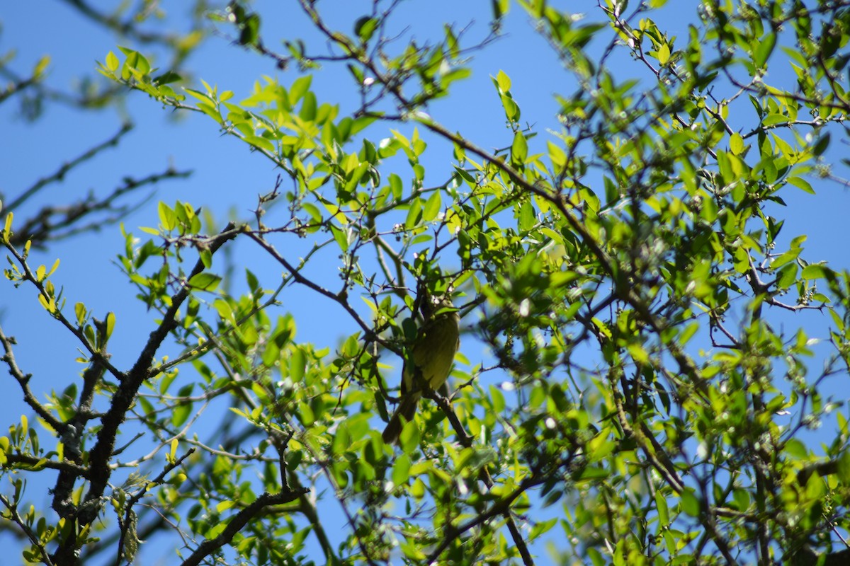 Mottle-cheeked Tyrannulet - ML378613711