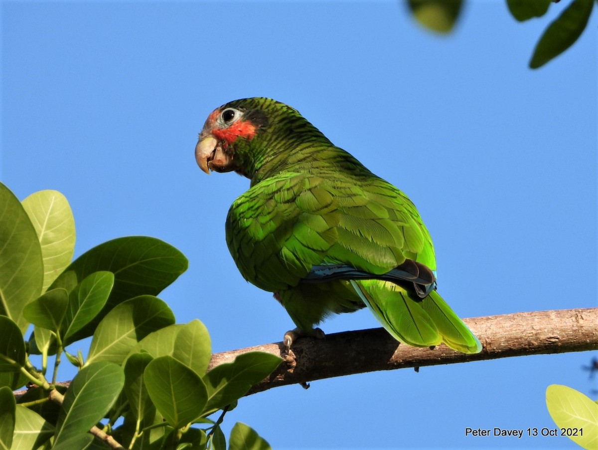 Cuban Parrot - Peter Davey