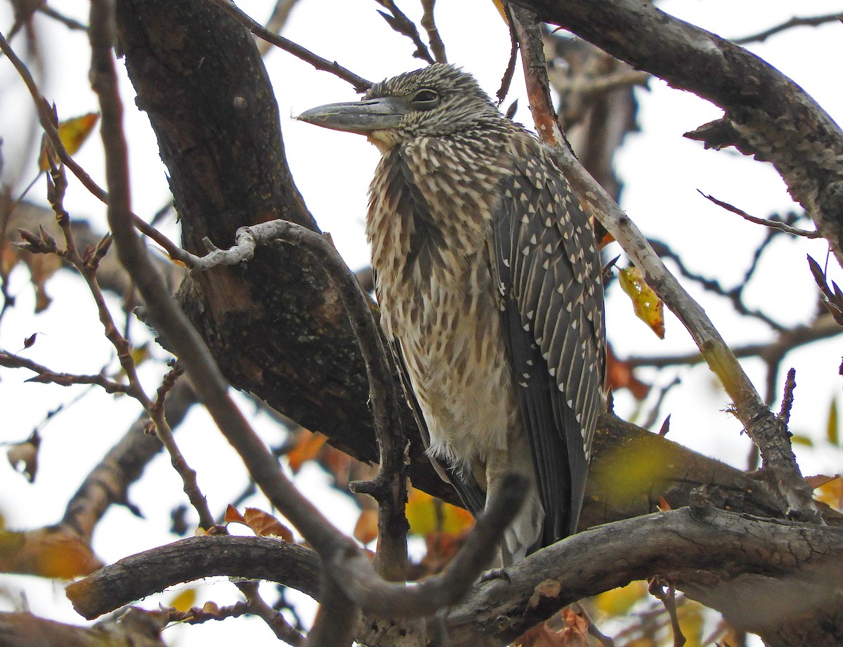 Yellow-crowned Night Heron - Ray Wershler