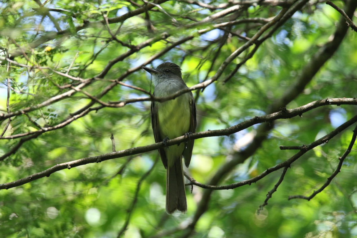 ベネズエラヒタキモドキ - ML378615351