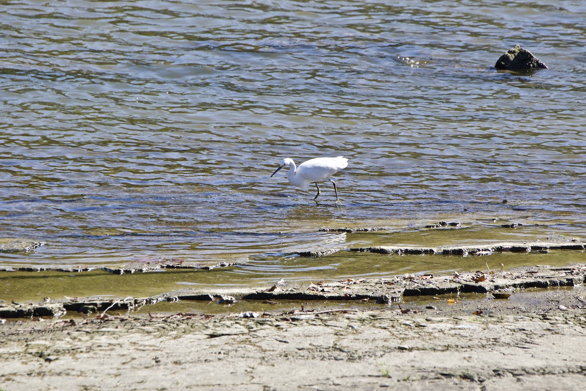 Snowy Egret - ML378615721