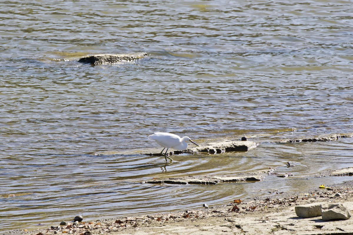 Snowy Egret - ML378616141