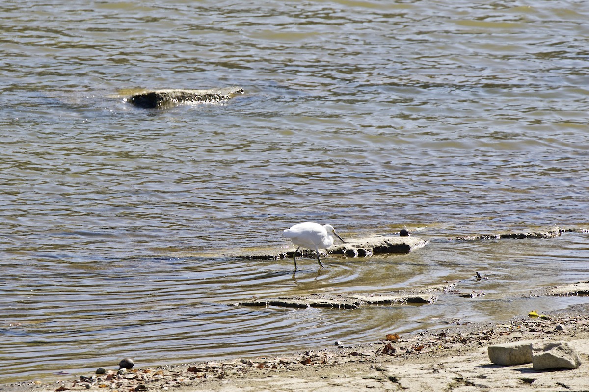 Snowy Egret - ML378616151