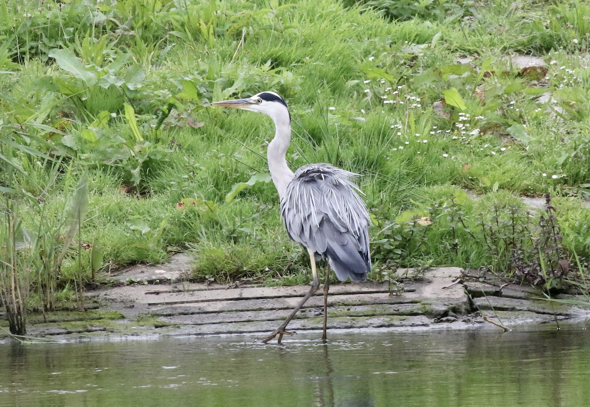 Graureiher - ML378616591