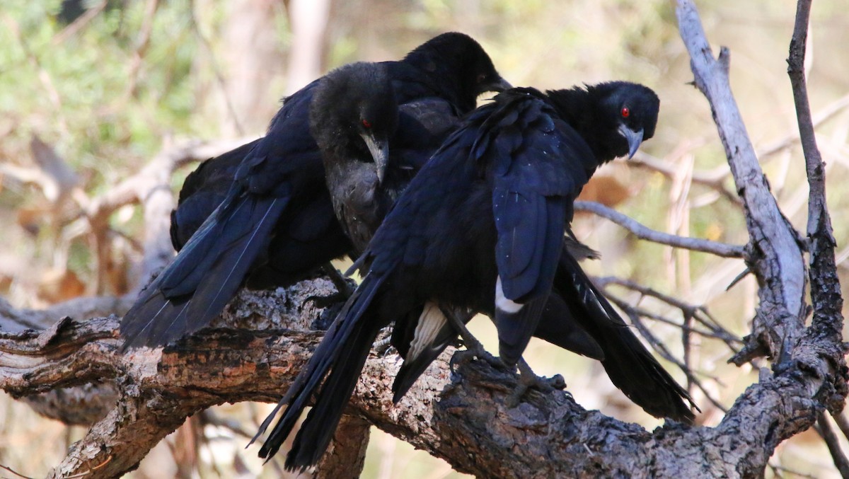 White-winged Chough - ML37861831