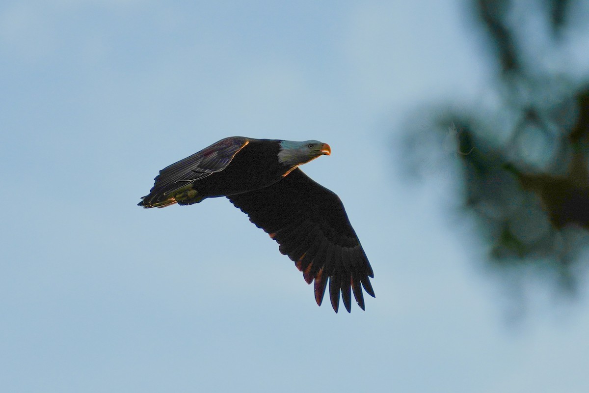 Bald Eagle - ML378618421