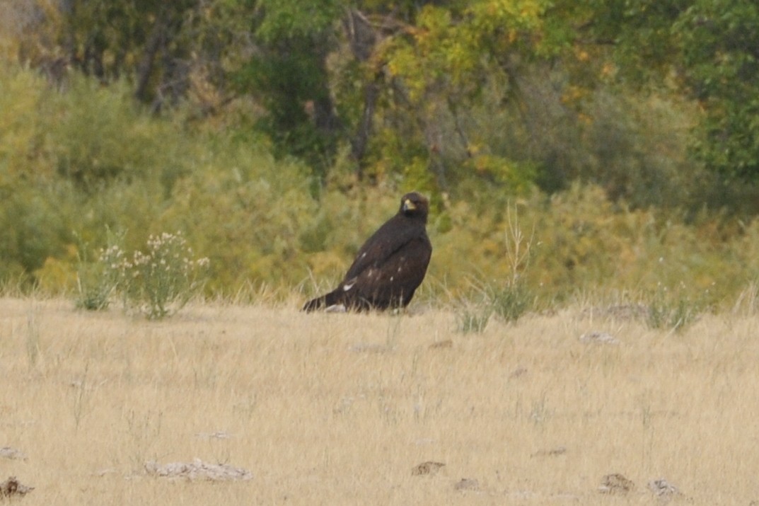 Golden Eagle - John Doty