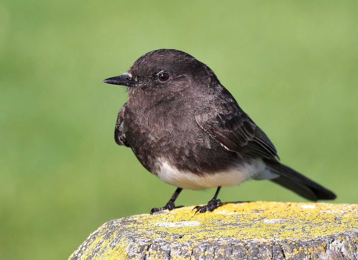 Black Phoebe - ML378620091