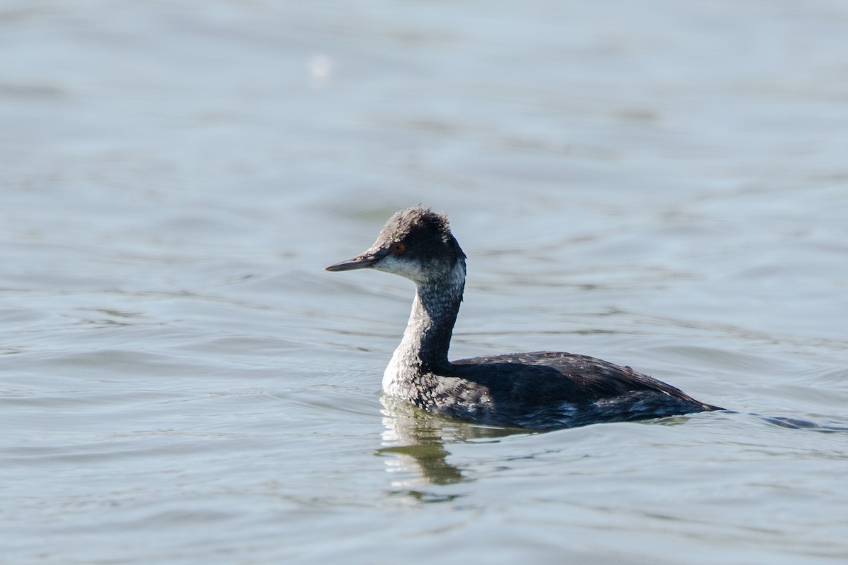 Eared Grebe - ML378620201