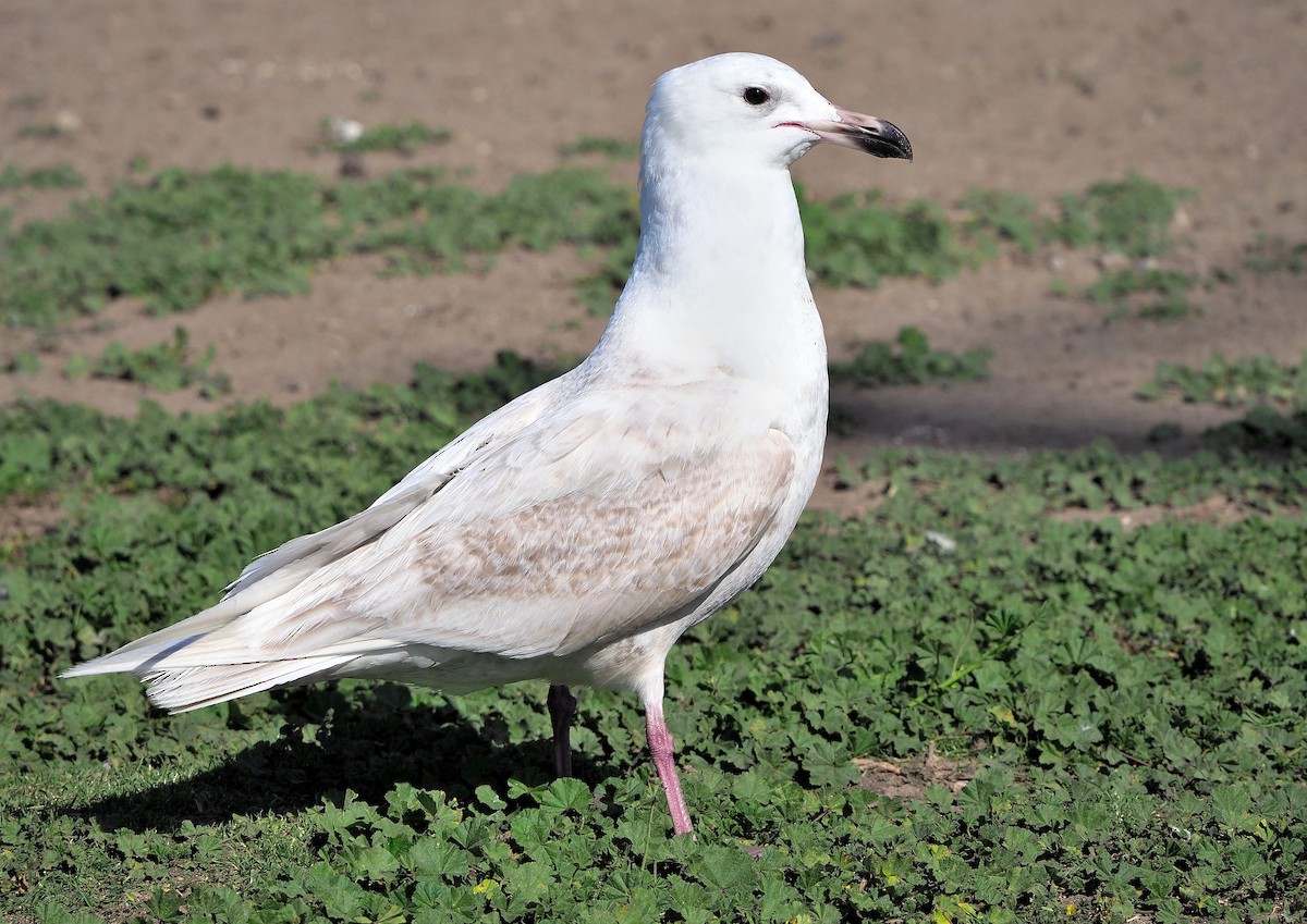 goéland sp. (Larus sp.) - ML378621401