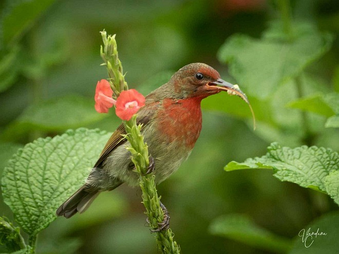 Vigors's Sunbird - ML378621891