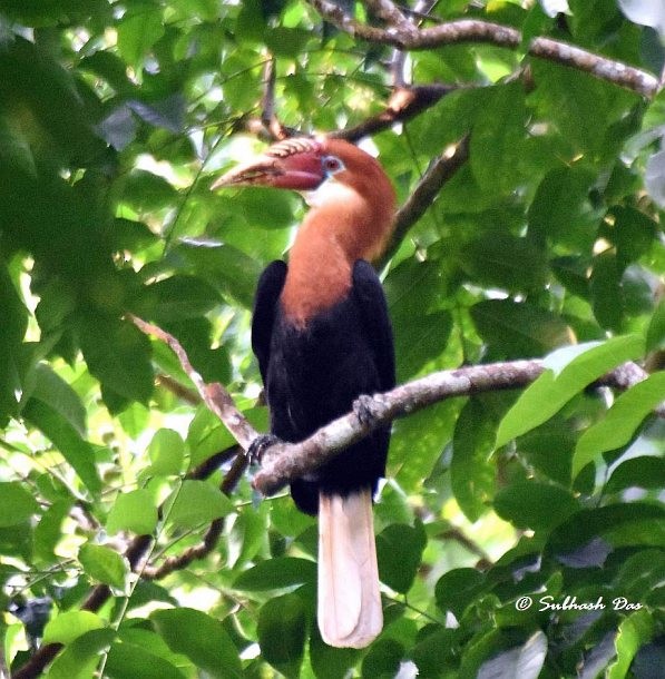 Narcondam Hornbill - ML378622411