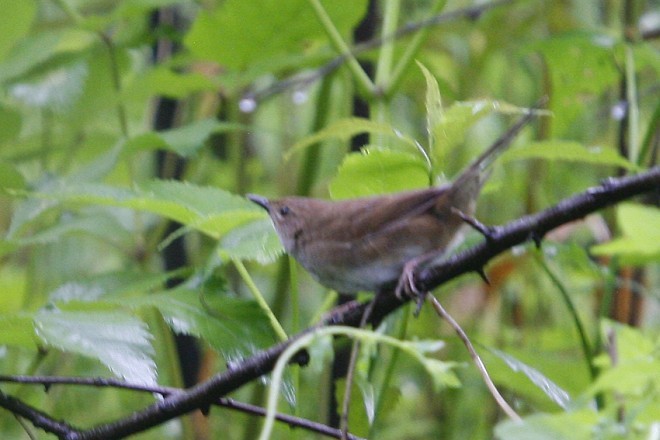 Sichuan Bush Warbler - ML378622731