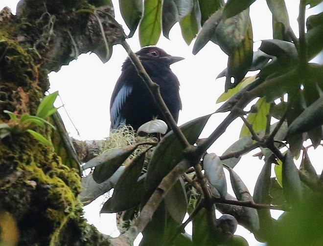 Sumatran Cochoa - ML378623831