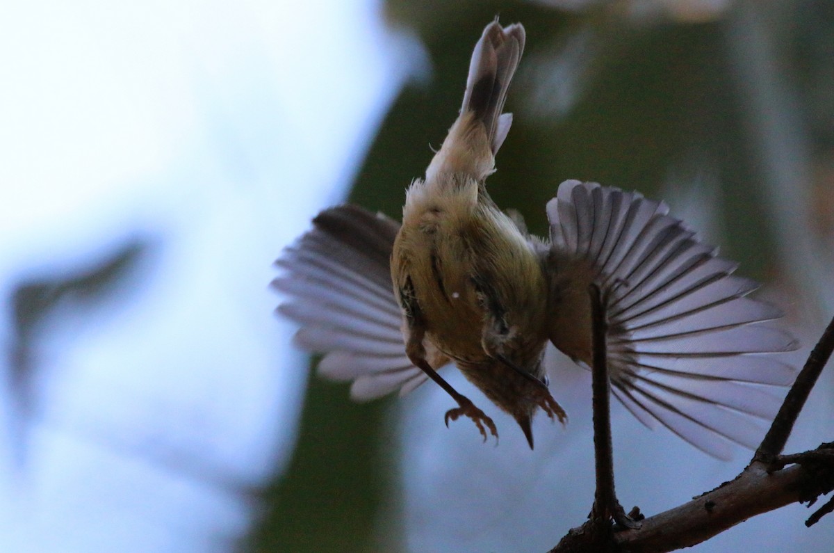 Brown Thornbill - ML37862391