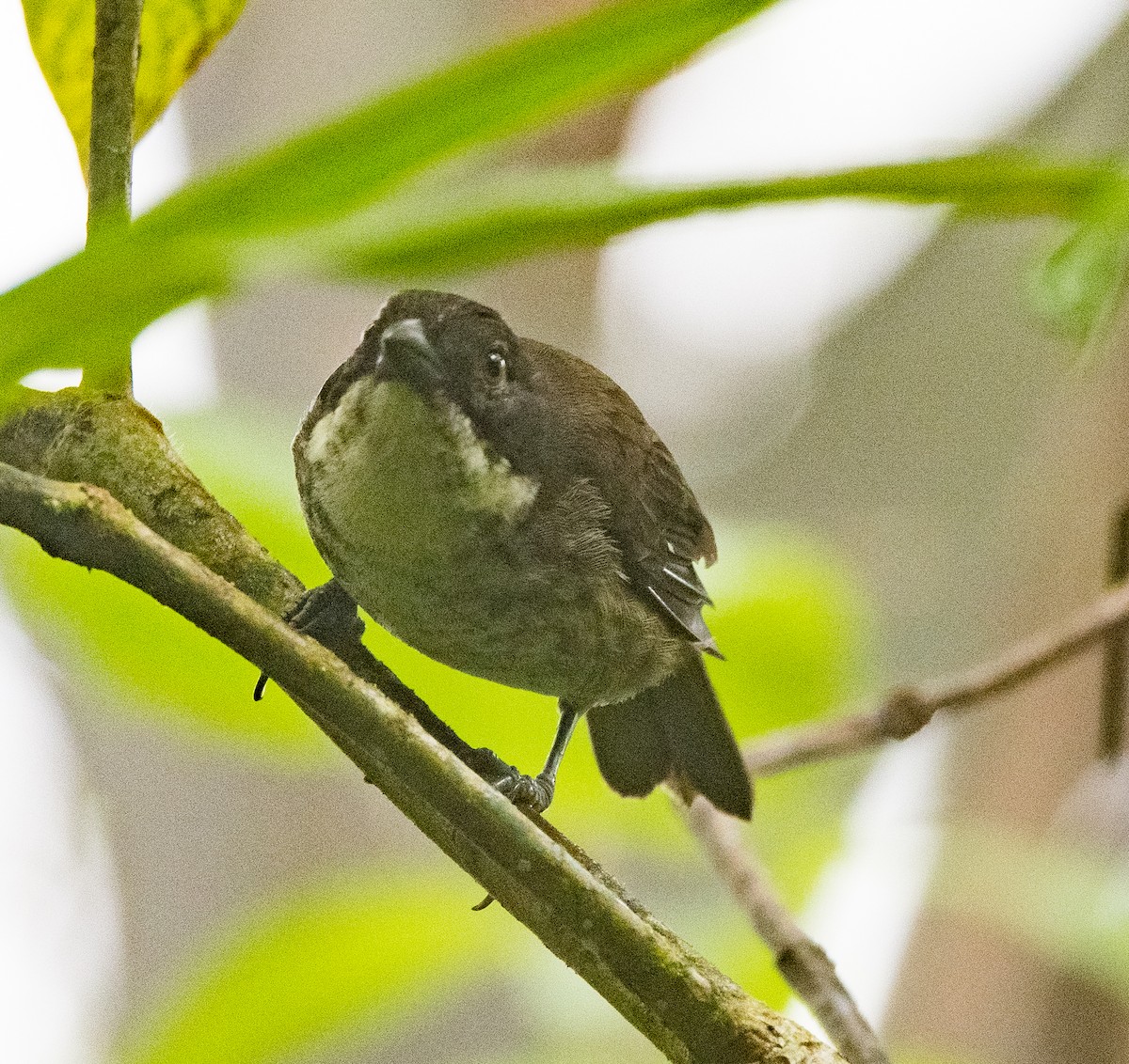 Puerto Rican Tanager - ML378624561