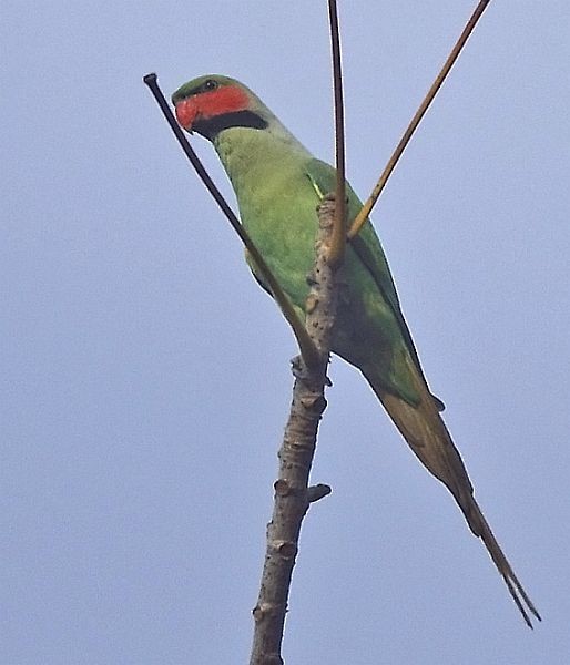 Uzun Kuyruklu Yeşil Papağan (tytleri) - ML378624711