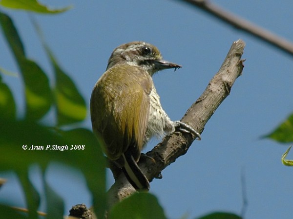 Speckled Piculet - ML378624901