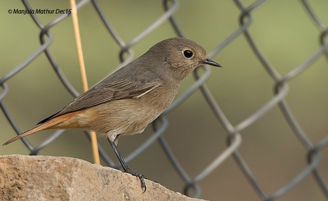 Hausrotschwanz - ML378625041