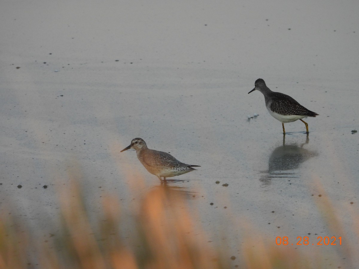 Red Knot - Bob Anderson