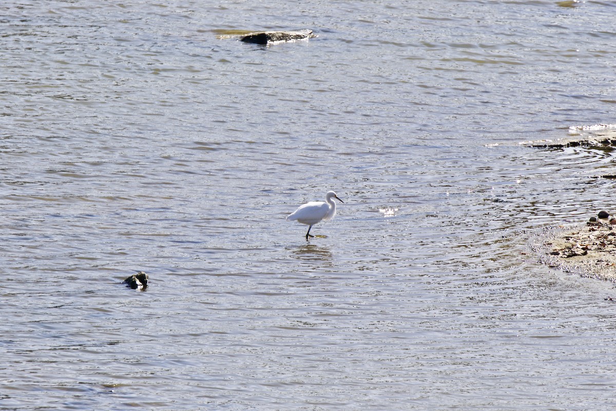 Snowy Egret - ML378625821