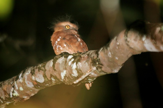 Bornean Frogmouth - ML378626451