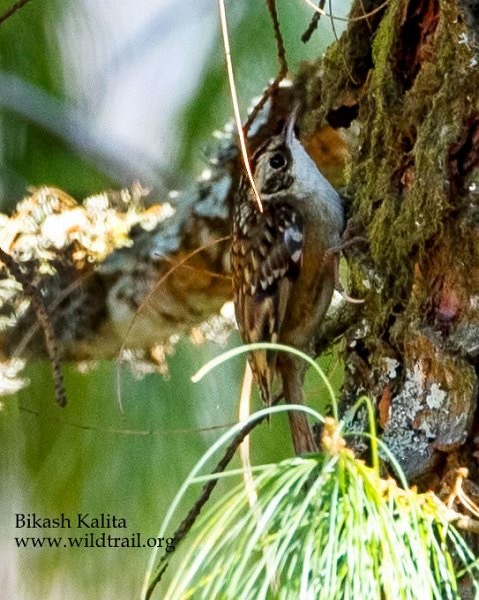 Rusty-flanked Treecreeper - Bikash Kalita