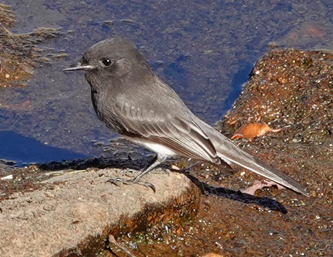 Black Phoebe - ML378628181