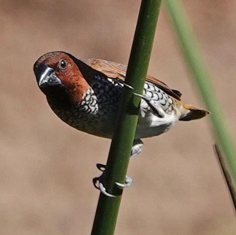 Scaly-breasted Munia - ML378628301