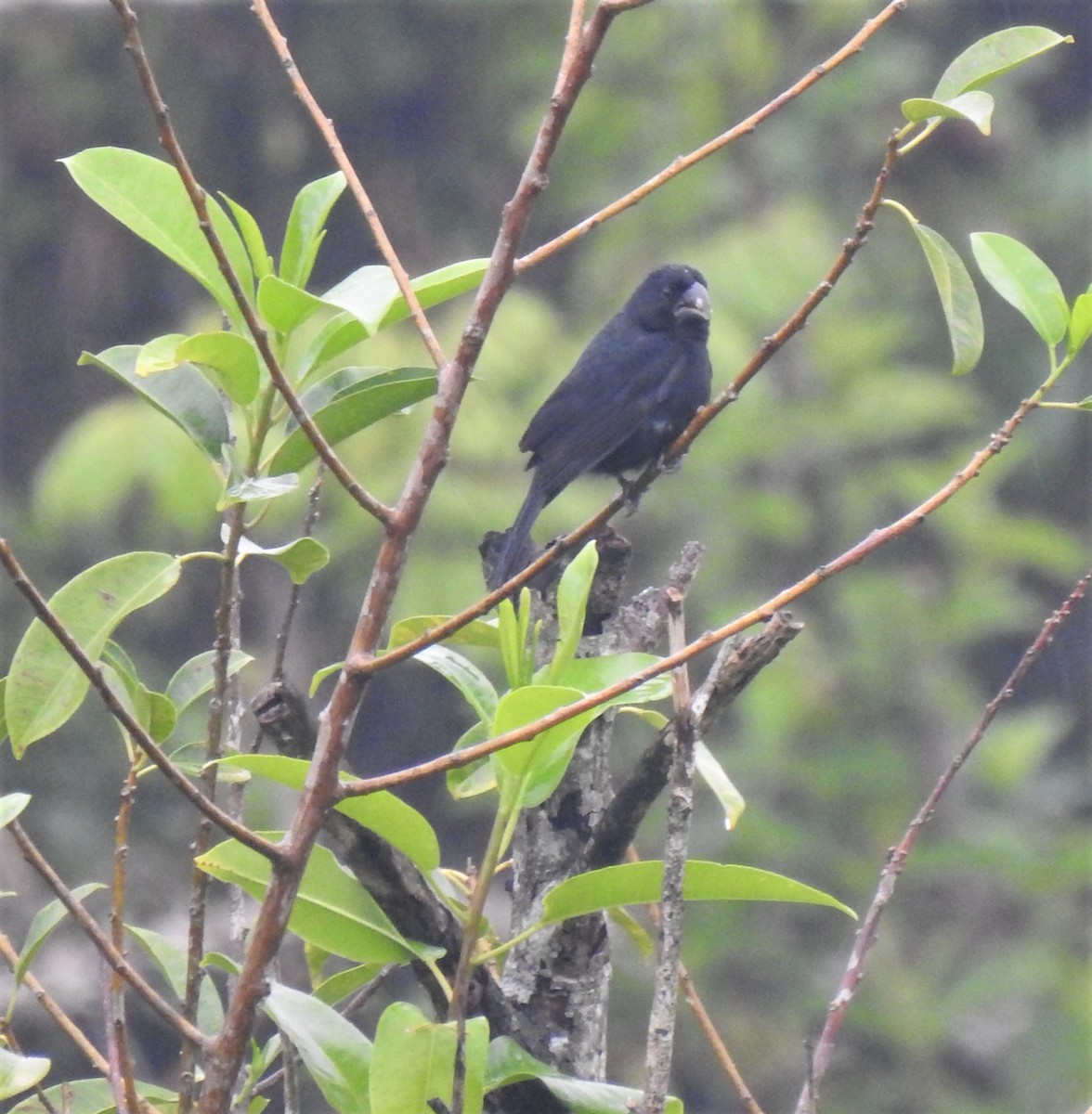 Black-billed Seed-Finch - ML378628401