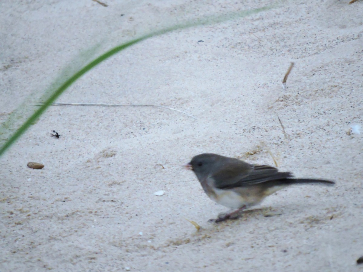 Dark-eyed Junco - ML37862841