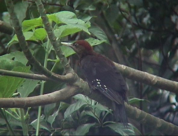 Okinawa Woodpecker - ML378628461