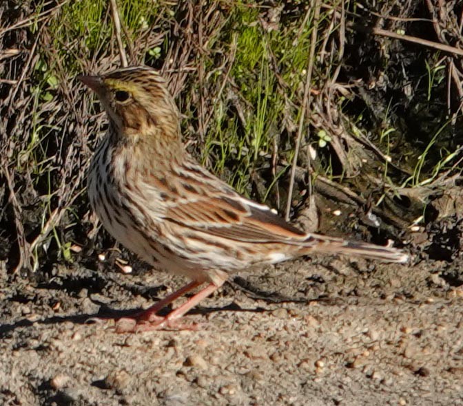 Savannah Sparrow - ML378628471