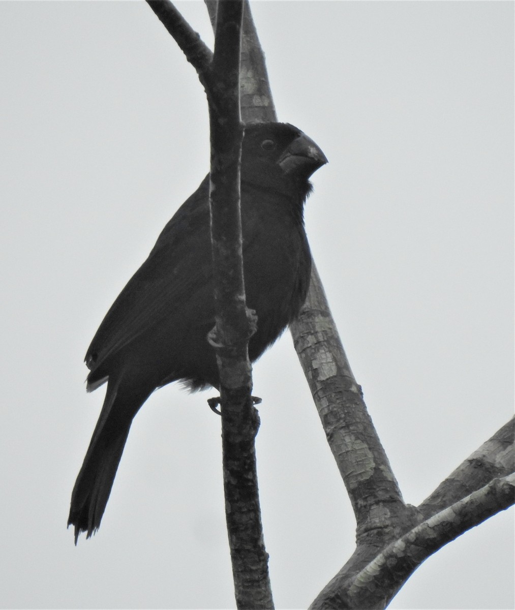 Black-billed Seed-Finch - ML378628491