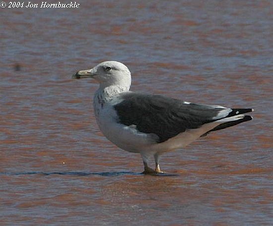 Lesser Black-backed Gull (Heuglin's) - ML378628541