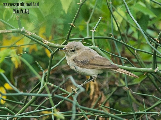 Blyth's Reed Warbler - ML378628781