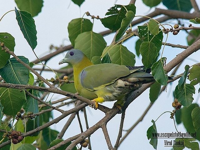 Yellow-footed Green-Pigeon - ML378628801